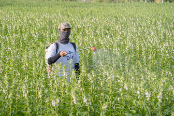 Naklejka na ściany i meble A young man farmer master is spraying pesticides (farm chemicals) on his own sesame field to prevent pests and plant diseases in the morning, close up, Xigang, Tainan, Taiwan