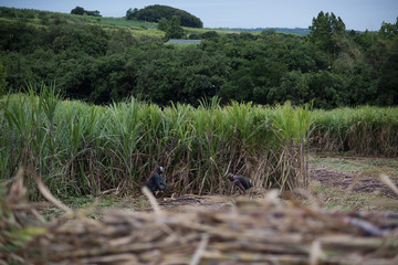 Sugar cane field