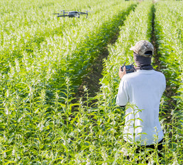 A young technician farmer is using remote control navigating drone tracing the farm to monitor the growth of sesame crops in the morning, Technology 4.0 concept