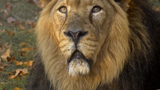 Asiatic lion (Panthera leo leo) look