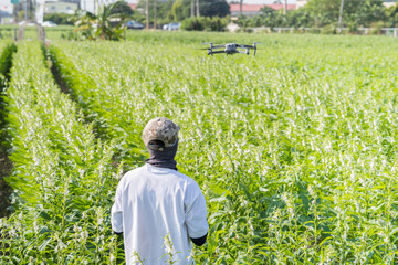 A young technician farmer is using remote control navigating drone tracing the farm to monitor the growth of sesame crops in the morning, Technology 4.0 concept