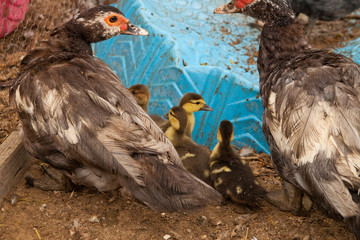 Muscovy Mother Ducks and Baby Ducklings
