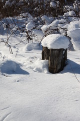Snow covered log in full sunshine.