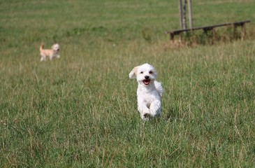 beautiful small dog is running in the garden