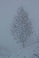 Fototapeta na wymiar Ghostly tree silhouette in foggy winter time in the mountains.