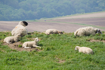 A small flock of sheep resting in the sun