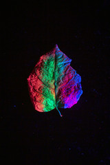 Abstract black background with autumn leaves under ultraviolet lights.