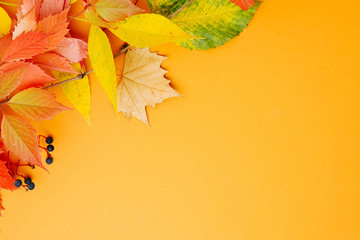 Naklejka premium Bright Autumn leaves on orange background. Flat lay, top view, copy space