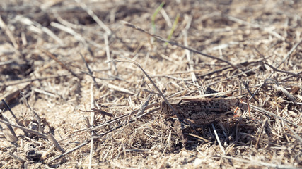 Grasshopper in dry grass