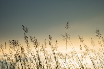 Fototapeta premium Grasses Sunset