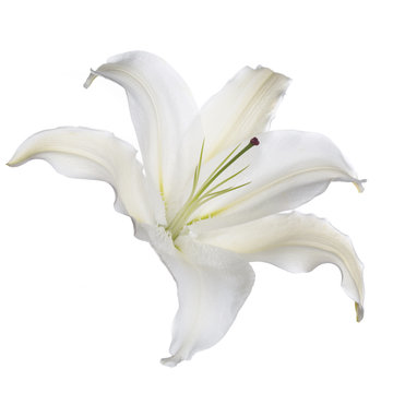 One white lily flower isolated.