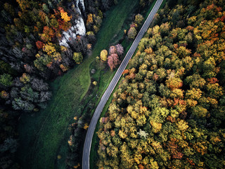 street between autumn trees in the forest aerial drone view from above, dji mavic