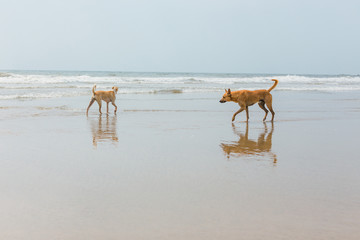 Fototapeta na wymiar Dogs stand in the water against the background of the sea.