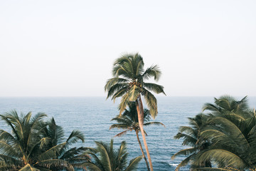 Palm trees tropical.