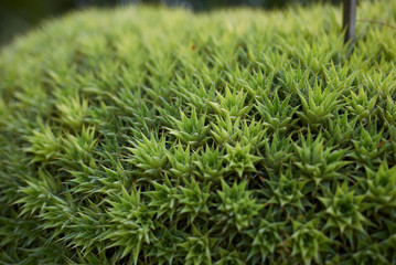 Deuterocohnia chlorantha