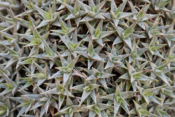Obraz premium Deuterocohnia brevifolia
