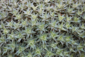 Deuterocohnia brevifolia