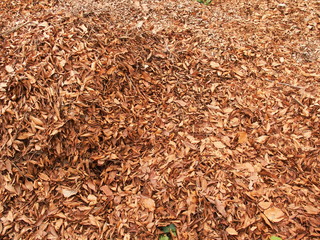 堆肥置き場の落葉