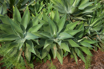 Agave attenuata