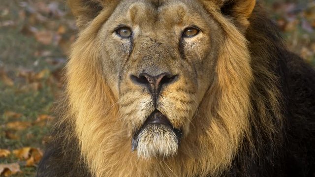 Asiatic lion (Panthera leo leo) look