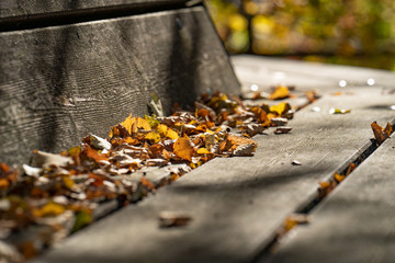 Herbst Bank Laub