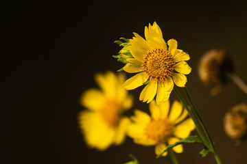 Yellow flower with isolated background