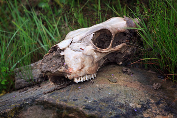 The skull of an animal lies on a stone