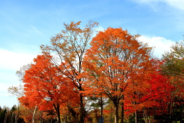 北海道、札幌の公園の秋の風景