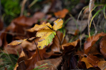herbst junger baum