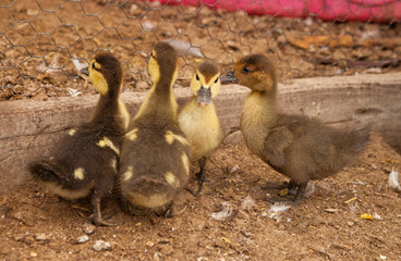 Muscovy Baby Ducklings
