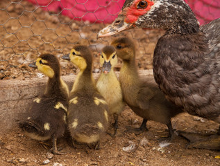 Muscovy Mother Duck and Baby Ducklings