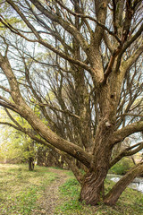 Obraz premium Walking golden autumn