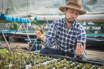 farmer inspecting hydroponic farm and observing growth vegetable Meticulously after delivered to...