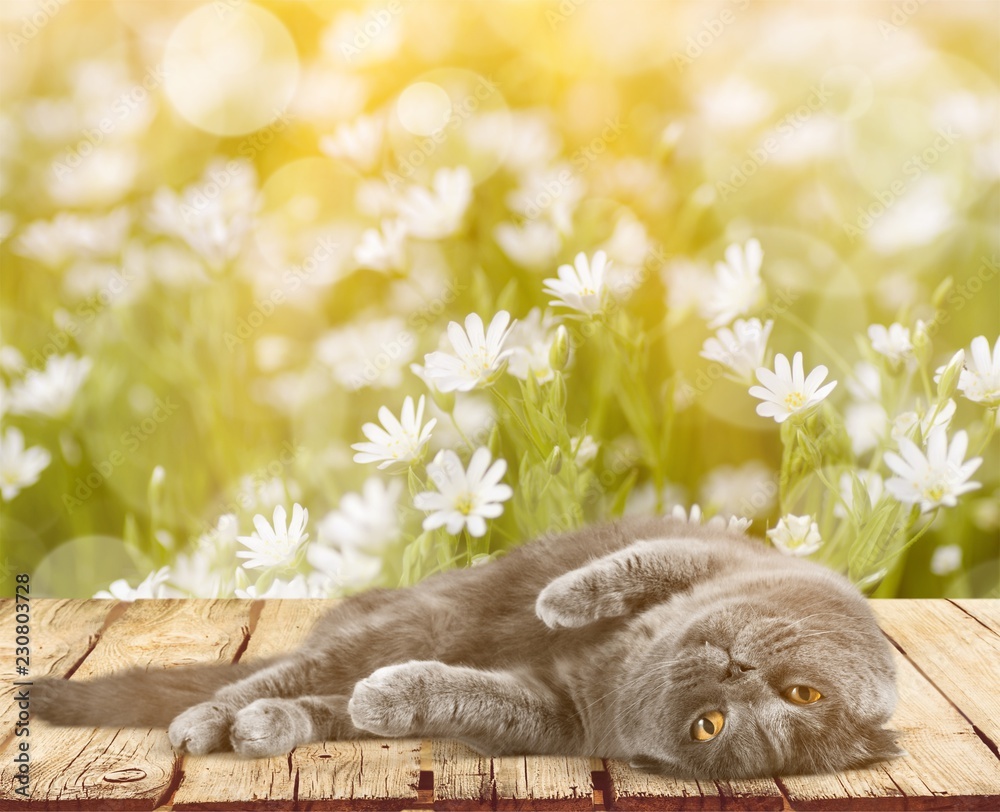 Canvas Prints British Shorthair Cat Lying Down on the Ground