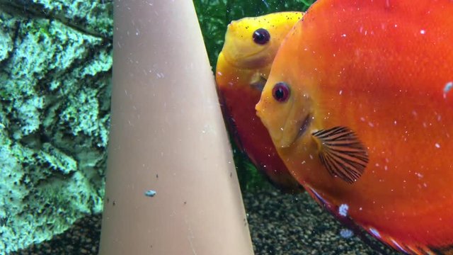 Ein Diskusp&auml;rchen beim Laichen