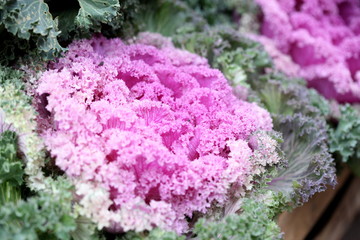 autumn flowers