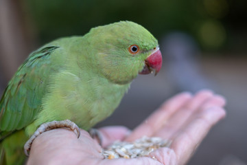 Birds and Squirrels of Hyde Park, London