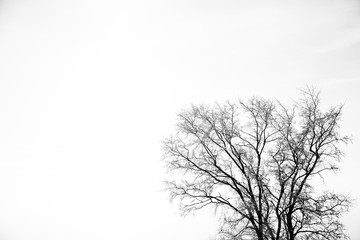 winter tree on an empty background