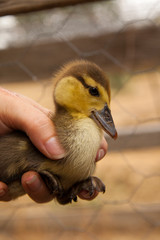 Held Muscovy Duckling