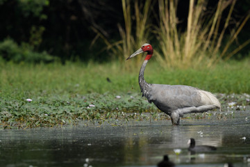 Indian saras crane searching for food in water body