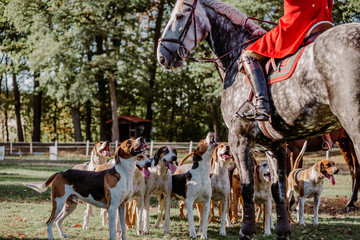 FOXHOUNDS - JAGD