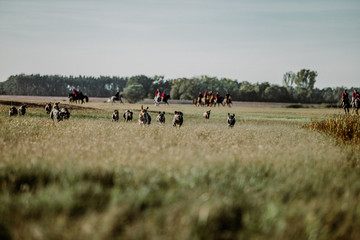 FOXHOUNDS - JAGD