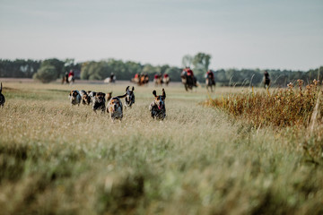 FOXHOUNDS - JAGD