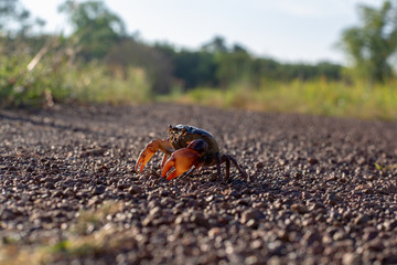Field crab /Field crab natural backdrop and blur.