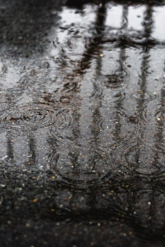 Still life in rainy weather background with circles on dark asphalt, raindrops on asphalt and reflection of a hedge in a puddle