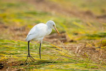 Egret , a white colored water bird