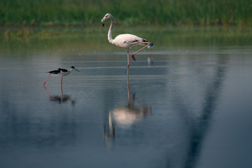 Obraz premium Greater Flamingo , a large white water bird 