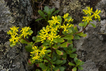 Sedum hybridum