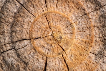 old log texture in the cut