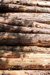 Stacked logs in a forest